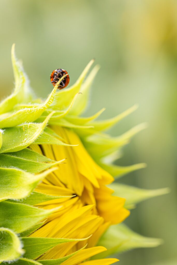 {"type":"elementor","siteurl":"https://blog.lavaligiasulletto.it/wp-json/","elements":[{"id":"54decacd","elType":"widget","isInner":false,"isLocked":false,"settings":{"editor":"<!-- wp:image {\"id\":738,\"sizeSlug\":\"full\",\"linkDestination\":\"none\"} -->\n<figure class=\"wp-block-image size-full\"><img decoding=